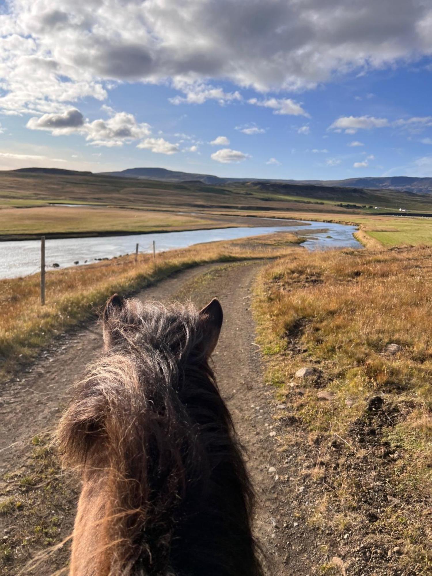 Stora-Asgeirsa Horse Farm Stay Víðigerði エクステリア 写真